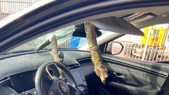 Упавшее из-за ветра дерево в Будённовске пробило лобовое стекло иномарки