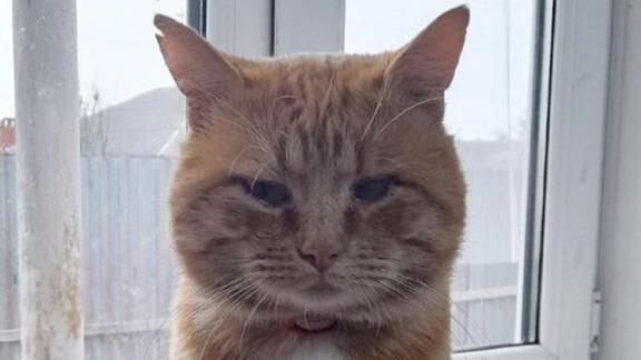 Жительница Краснодара нашла потерявшегося на Ставрополье кота благодаря соцсетям
