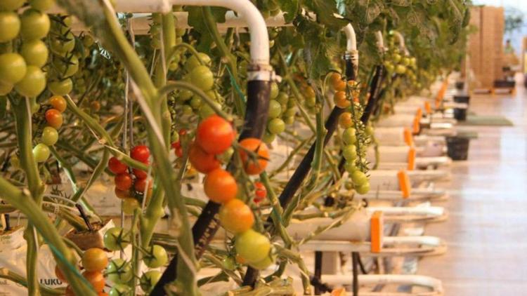 С начала года в теплицах Ставрополья произвели 96 тысяч тонн томатов, огурцов и зелени