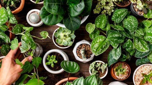 Какие комнатные растения защитят от простуды: рекомендации Ставропольского Россельхозцентра