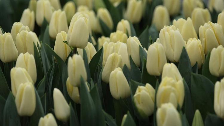 В Железноводске посадили свыше 50 тысяч луковиц тюльпанов