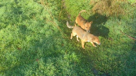 Кочубеевский округ системно решает проблему безнадзорных животных