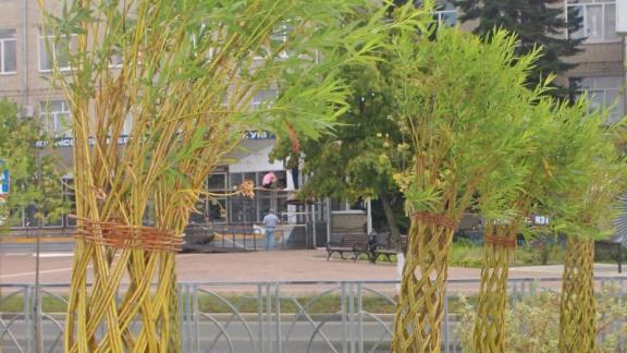 В детском лагере «Гренада» Невинномысска высадили 80 «русских пальм»