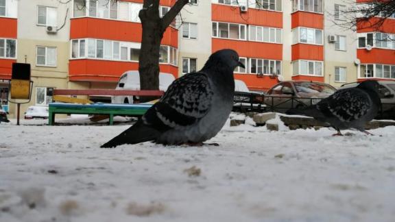 В начале недели на Ставрополье ожидается мокрый снег