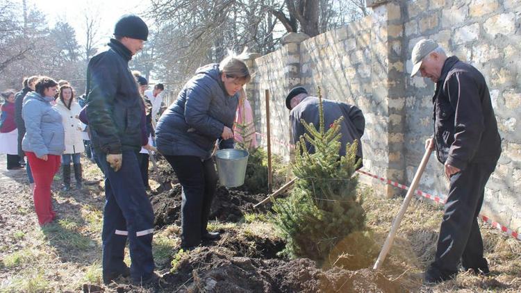 Голубые ели посадили сотрудники Ставропольской краевой психбольницы