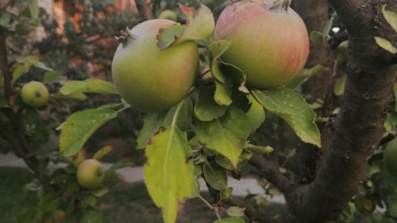 На Ставрополье собран рекордный урожай яблок