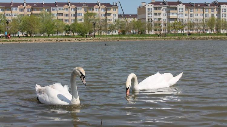 В парке Победы Невинномысска прижилась пара лебедей-шипунов