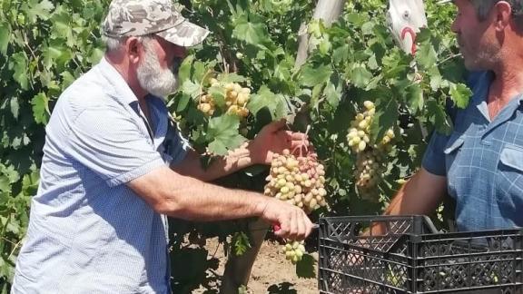На Ставрополье аграрии за неделю собрали 6,3 тонны винограда