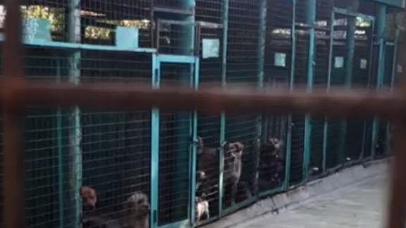 Зоозащитников из Георгиевска шокировали условия содержания собак в приюте