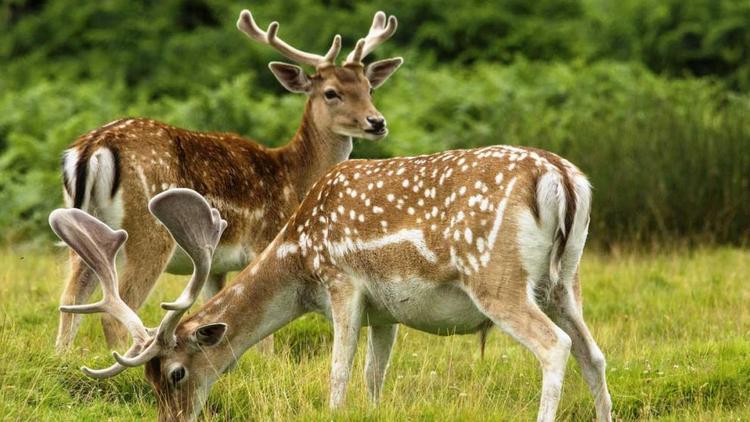 В лесопарке Невинномысска появятся новые обитатели: пятнистые олени и павлины