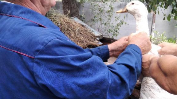 В Ипатовском округе Ставрополья прошла плановая вакцинация животных