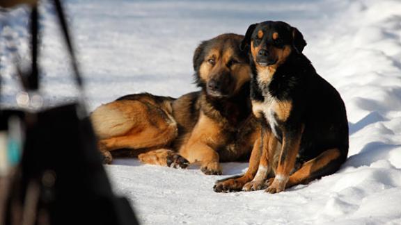 Четырёх собак уберегли от гибели ставропольские спасатели на новогодних каникулах