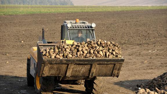 На Ставрополье на 25 процентов выросла урожайность столовой свеклы