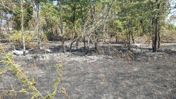 Пожар уничтожил 30 гектаров проса, плодовый сад и лесопосадки в Апанасенковском районе