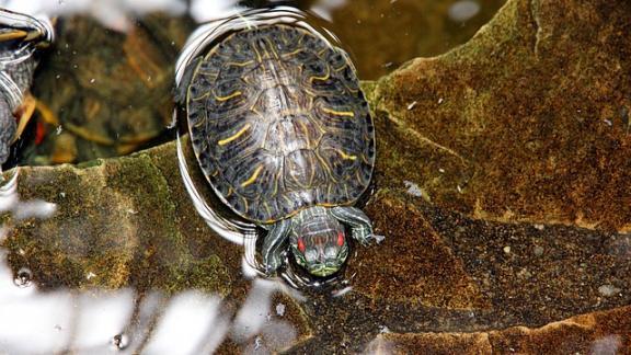 В Ставропольском ботаническом саду обнаружили черепаху