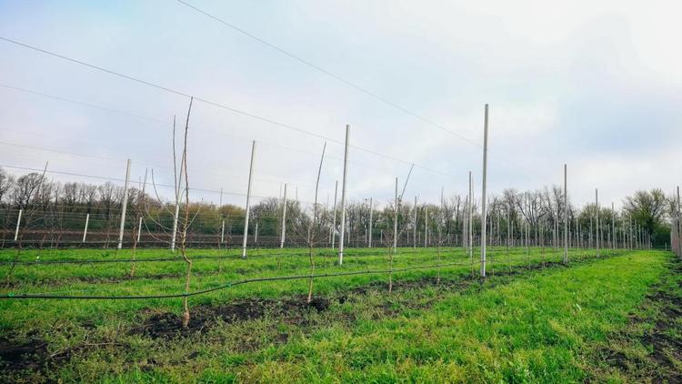 В Ставропольском агроуниверситете выращивают безвирусные саженцы плодово-ягодных культур