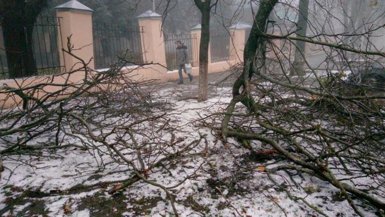 Последствия от обломанных деревьев в Ставрополе устранены