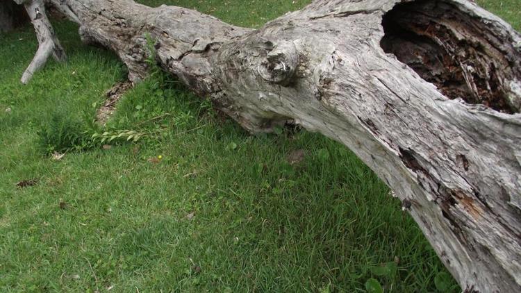 В Пятигорске на женщину упало дерево