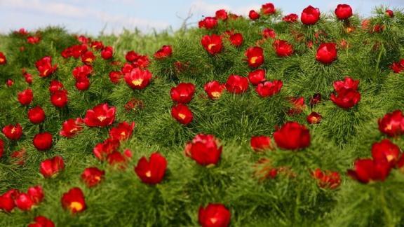На Ставрополье расцвёл краснокнижник - пион узколистный