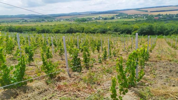 Ставропольский фермер планирует открыть винзавод на склоне горы Верблюд
