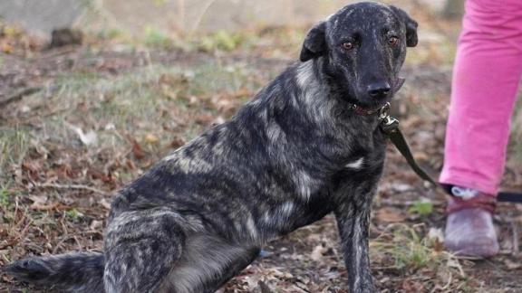 В Ставрополе собака без одной лапы уже во второй раз попала в приют