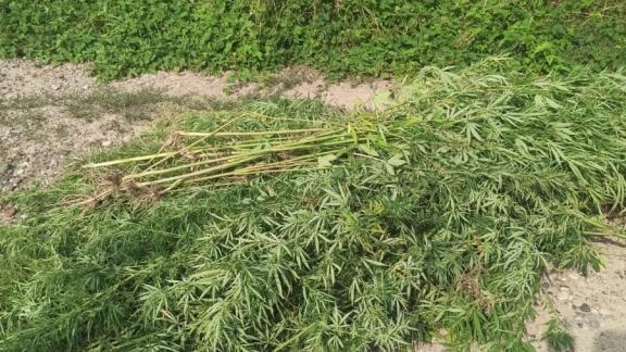 На Ставрополье у мужчины изъяли мешок с наркосодержащим растением