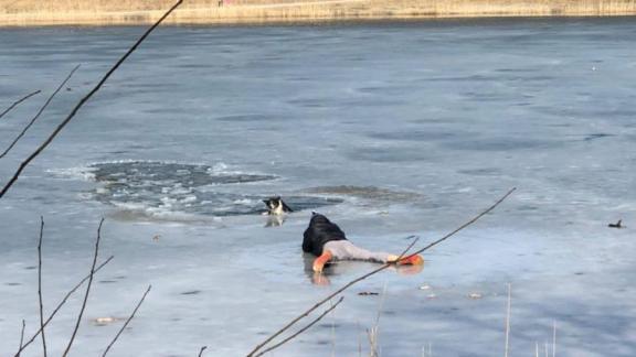 Житель Железноводска спас провалившуюся под лёд собаку