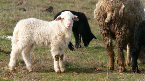 40 тысяч ягнят появились в ставропольских овцеводческих хозяйствах