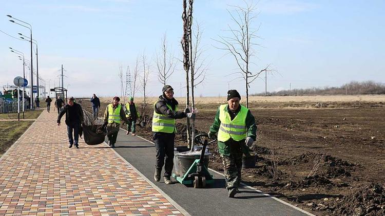 Более 10 тысяч деревьев высадили в Ставрополе