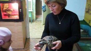 Жениха для черепахи из Калининграда нашли в Кисловодске
