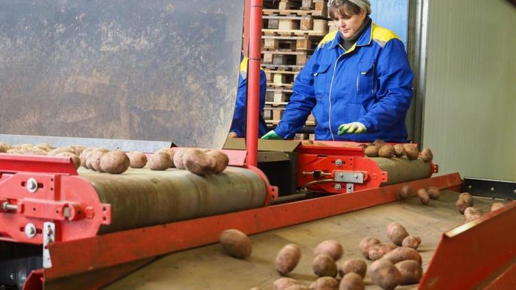 На Ставрополье запустят новые производства по переработке овощей и фруктов