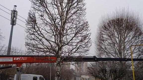 Почти 900 деревьев подстригут в 2022 году в Ставрополе