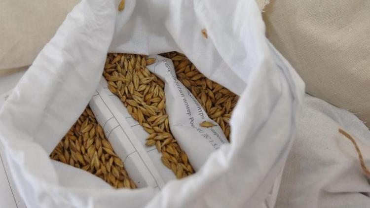 Накануне сева на Ставрополье проверят более 370 тысяч тонн семян