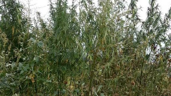 На Ставрополье у мужчины изъяли около килограмма наркосодержащих растений