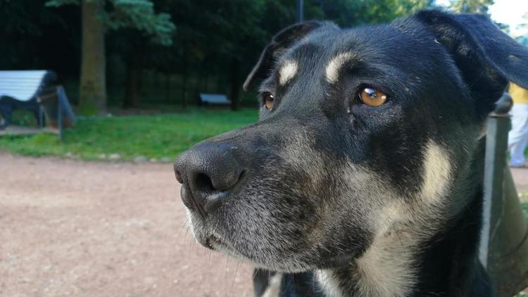 В Ставрополе ищут напавшую на ребёнка бездомную собаку