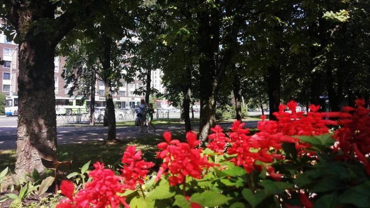 Жару до плюс 42 градусов прогнозируют на Ставрополье в ближайшие три дня