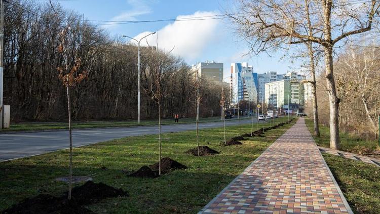 В Ставрополе на улице Космонавтов высадили полсотни новых деревьев