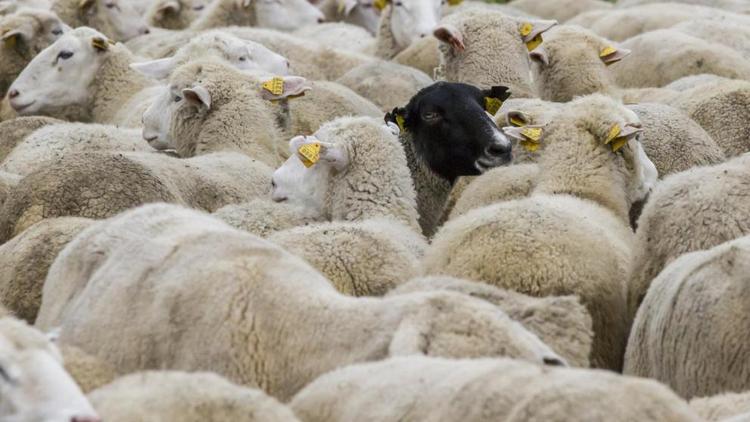 В Ипатовском округе Ставрополья началась окотная кампания в овцеводстве