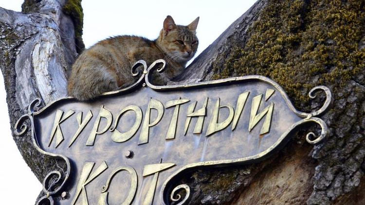 Коты из Железноводска стали одними из самых обсуждаемых в соцсетях
