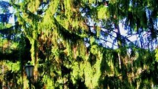 Ставропольская ель вошла в Национальный реестр «раритетных» деревьев России