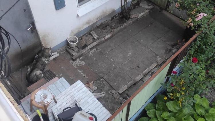 В Ставрополе во дворе многоэтажки незаконно обустроили вольер для собак
