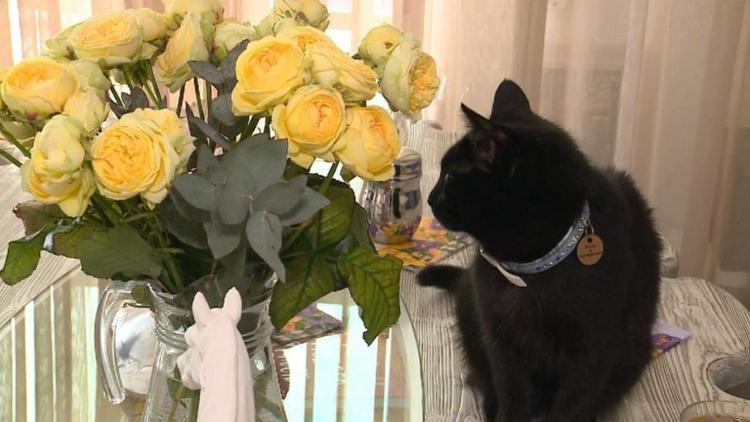На Ставрополье назвали самых известных котов и кошек края