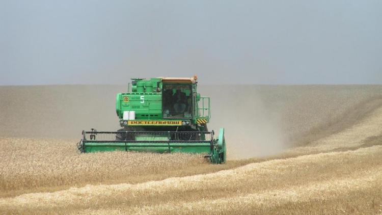 Урожайность зерновых на Ставрополье в полтора раза выше, чем в минувшем году