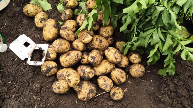 В Ипатовском округе Ставрополья отмечается высокая урожайность раннего картофеля