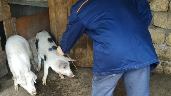 В Арзгирском районе Ставрополья свиней прививают от классической чумы
