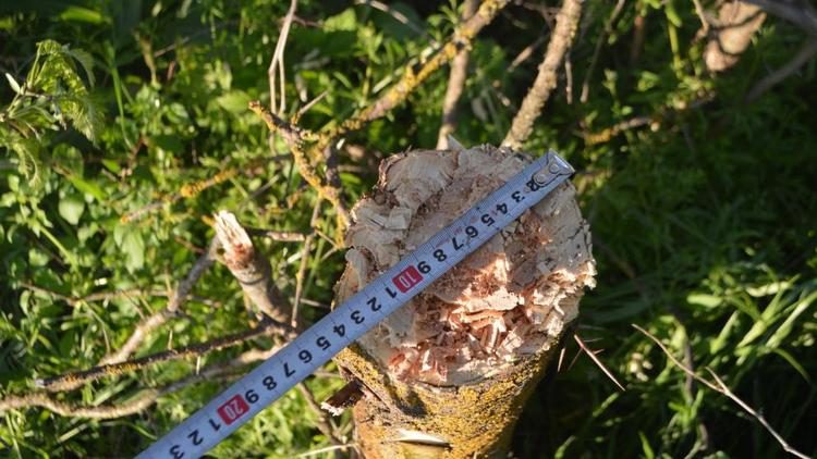 На Ставрополье возбуждено уголовное дело за незаконную рубку деревьев ценных пород