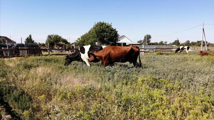 Вопрос с бродячими коровами в Левокумском округе Ставрополья решат с местными властями