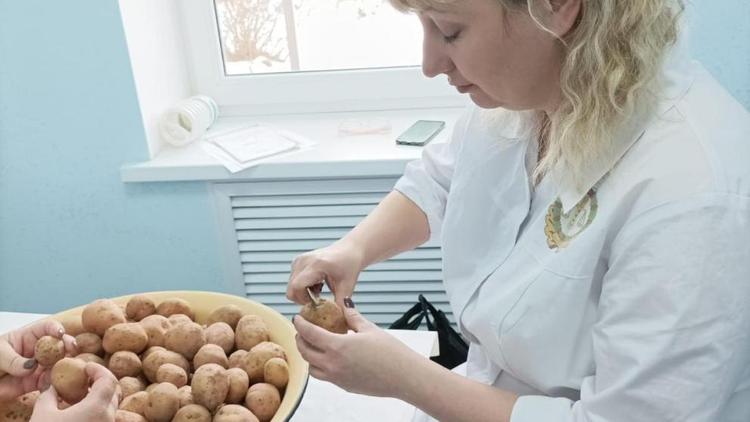 Первую партию семенного картофеля проверяют в Ипатовском округе Ставрополья