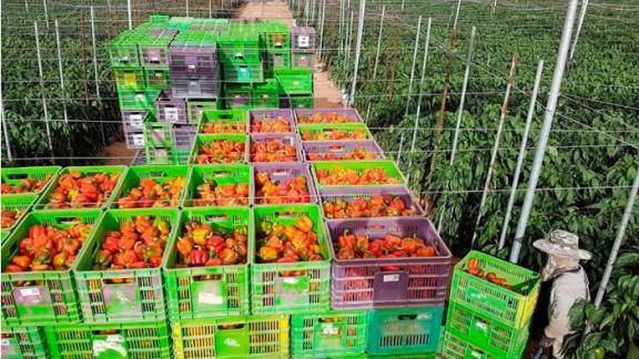 Израильский инвестор планирует выращивать сладкий перец на Ставрополье