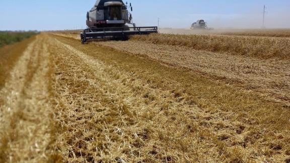 Специалисты Россельхозцентра оценили первый урожай в Изобильненском округе